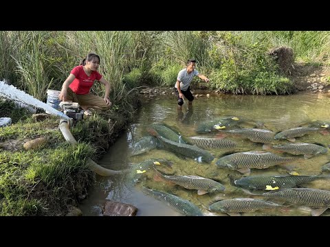 Top Fishing video, Harvesting fish | Skillfully use the water pump catch many fish