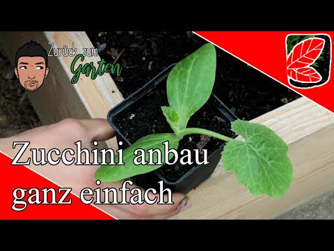 , title : 'Alles über den Zucchini anbau (Anzucht, Ernte, Fehler)'