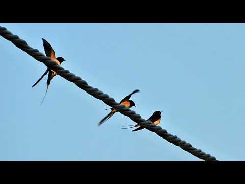 Pictures around the lake of Fertő / Fertő-tó körül képekben /Rund um den Neusiedler See in Bildern