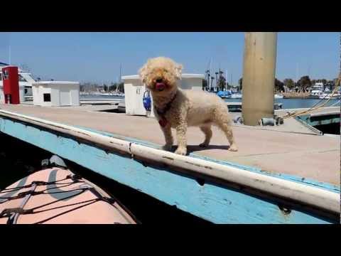 Shahryar Hashemi Oxnard