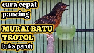 Download lagu AMPUH PANCING MURAI BATU TROTOL BUKA PARUH... suara pancingan murai batu trotol mp3 Download lagu AMPUH PANCING MURAI BATU TROTOL BUKA PARUH... suara pancingan murai batu trotol mp3