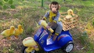 Download lagu Cute Monkey Luby Rides a Vespa Motorbike to Help Duck | Cute Monkey Cartoon | My beast mp3 Download lagu Cute Monkey Luby Rides a Vespa Motorbike to Help Duck | Cute Monkey Cartoon | My beast mp3