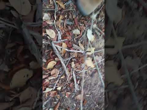 caçada de tatu, deu manbira !