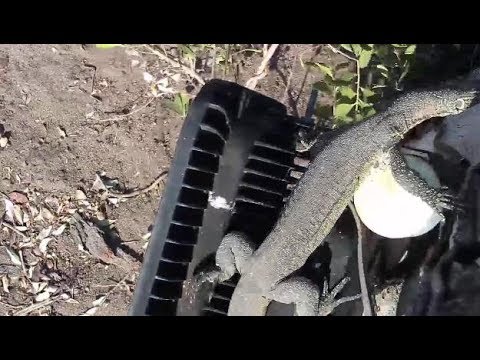 Djuma: Water Monitor Lizard comes to cam tree - 14:03 - 08/26/19