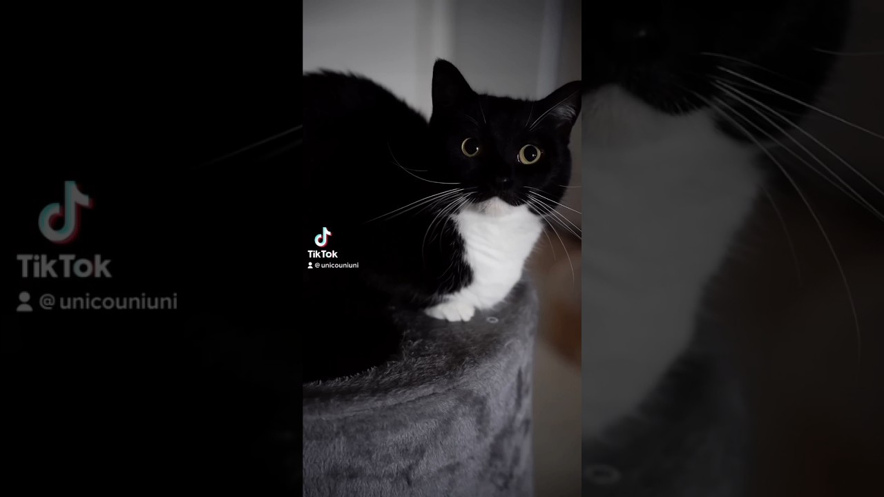 Maxwell cat Meme and real life so cute cat 😍😍😍🥰🥰🥰#memes #cats