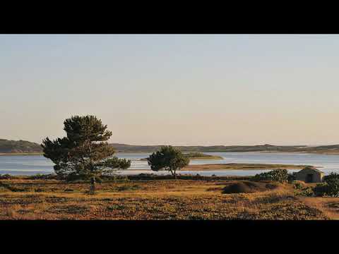 MIX- ROSEIRA ENXERTADA - GOTINHA DE ÁGUA - EU OUVI O PASSARINHO - Mix Alentejano