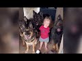 German Shepherds guarding baby