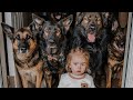 Huge German Shepherds Protect Baby As If It S Their Puppy