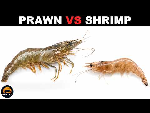 What Is the Difference Between Prawns and Shrimps?