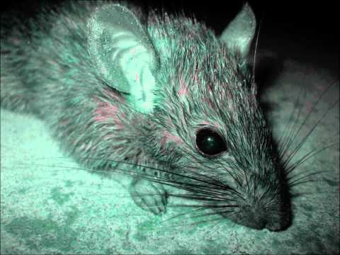 H.P. Lovecraft - Rats in the Walls (radio play)