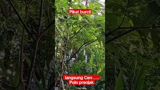 Download lagu cara jitu pikat burung kecil mp3