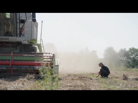 Zo gaat het oogsten van onze mengteelt erwten-gerst