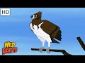 Sky Creatures Birds Bats Bugs More Full Episodes Wild Kratts