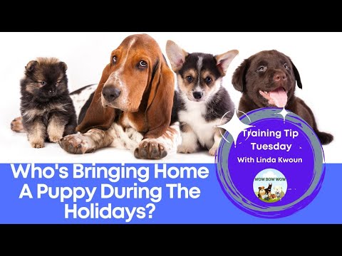 Wow Bow Wow--Dog Trainer & Behavior Consultant video.