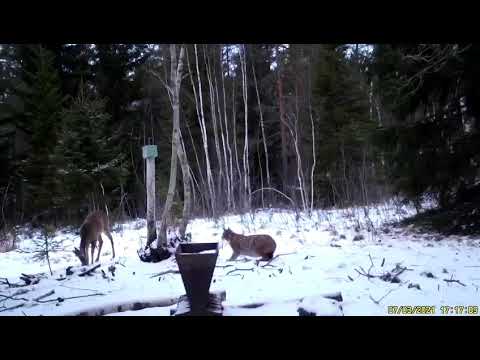 Eurasian Lynx Hunting Deer