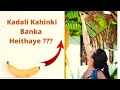 Kadali Kahinki Banka Heithaye Kadali Ra Rahasya