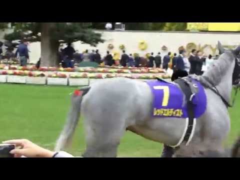 レッドエルディスト in 京都競馬場　at 2016.10.23. 菊花賞（ＧⅠ）＃１