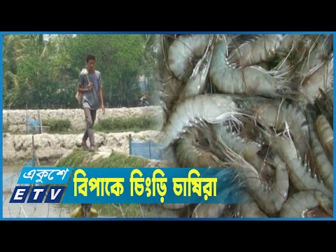 প্রচণ্ড তাপদাহ আর ভাইরাসে মরছে ঘেরের চিংড়ি