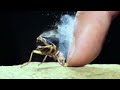 Top 10 Insectos Más Fuerte Del Mundo