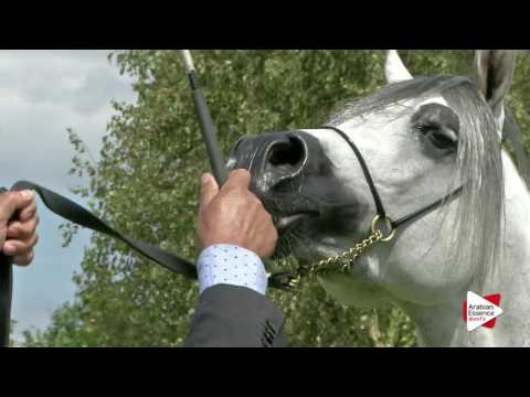 Strohen 2016 - Class 13 Stallions 7-9