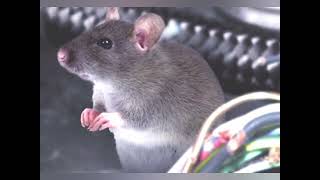 Rodent repellent spray for a motorhome or caravan, stop mice and rats getting in