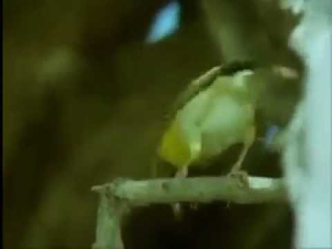 Bird making its Nest