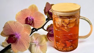 Ich gieße diesen Aufguss nur einmal im Monat! ORCHIDEEN blühen das ganze Jahr über ununterbrochen