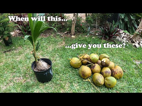 Quanto tempo leva para o coco crescer do broto ao fruto?