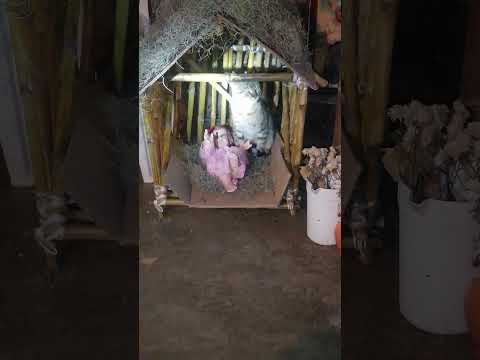 mi suegro viendo a su Felino