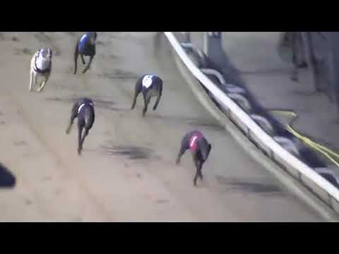 DROOPYS DAZZLER Trap 1 Wins Heat EAST ANGLIAN DERBY 2nd Sept