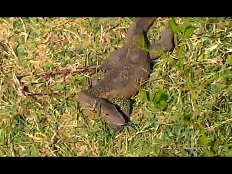 Sunbathing Nile Monitor on Africa Animals cam. 11 October 2017