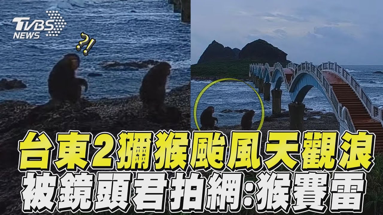 是真猴!2獼猴「三仙台觀浪」全被拍 還悠哉走上八拱橋