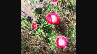 Reckless Kelly, Black &amp; White.