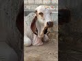 Kabari Gir Gay