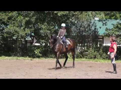 Wideo - Stadnina koni - Rezydencja Myśliwska - YouTube