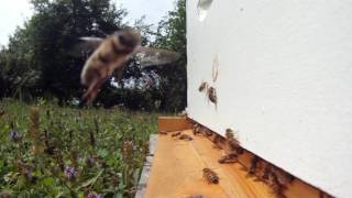 Relaxing with the honey bees (original sound)