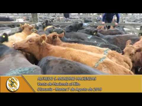 07-08-18 Venta de Hacienda al Kilo - Alfredo S. Mondino Haciendas - Olavarria.