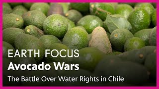 S2 E2: Avocado Wars: The Battle Over Water Rights in Chile