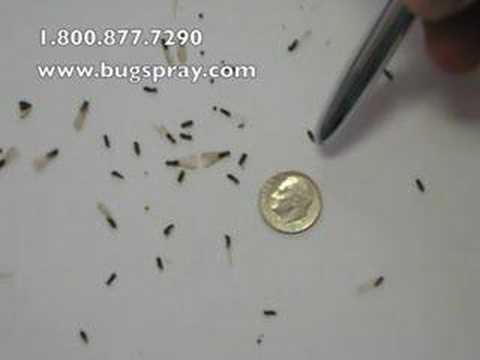 image-Can baby termites fly?