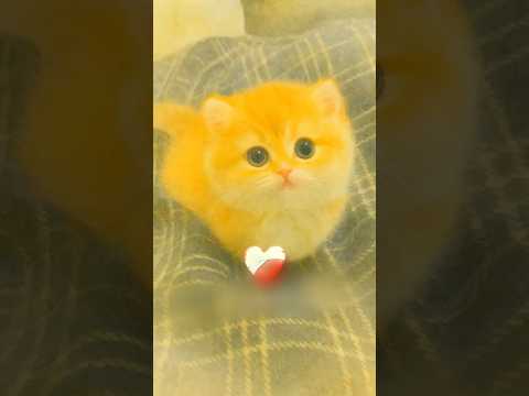 هذا الاب اهدى بنتو قطة صغيرة 🥹❤️ #shortvideo