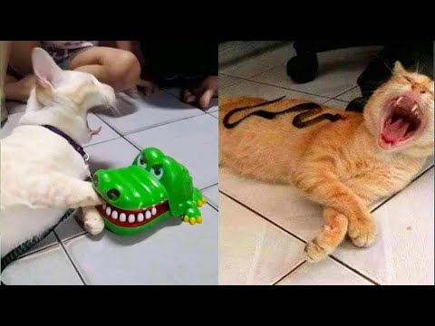 Try Not To Laugh or Grin While Watching Funny Animals Compilation Woa Kitty