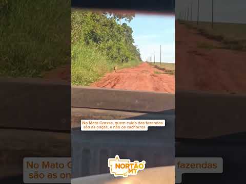 No Mato Grosso, quem cuida das fazendas são as onças, e não os cachorros