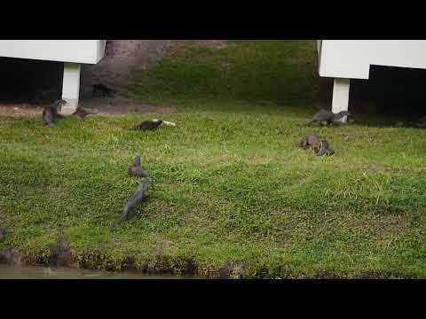 ***The Clementi otters and lurking monitor lizard _ Monday 01jul2019 Singapore pm _ 00301A