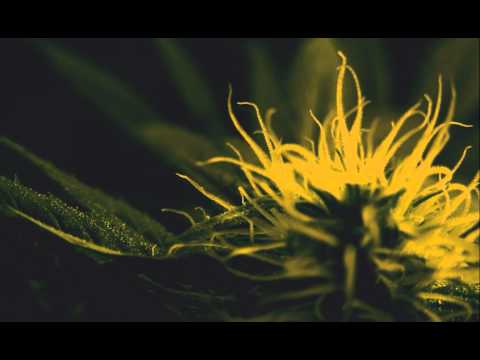 QetsalKoatl - Exhalatio