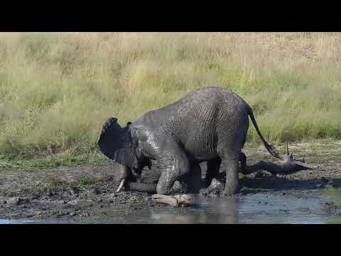 Djuma: Lone Elephant comes to dam - 15:48 - 03/30/19