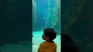 水族館で水中スズメを見る(sora2生成動画)
