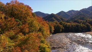 preview picture of video 'Fine autumn day! Autumn leaves & River.at Japan 秋晴れの空 紅葉と桂川（相模川）'