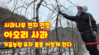 사과나무 전지 전정 가지치기 아오리 사과 충북 괴산 가을농원 효자  품종 손홍철 나무꾼의 전지는 이렇게 [사…