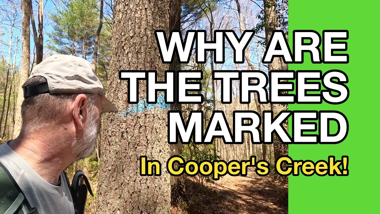 Spring is springing and the NFS is marking trees in Cooper's Creek!
