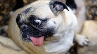 Funny dogs can't wait to go for a walk - Funny dog compilation